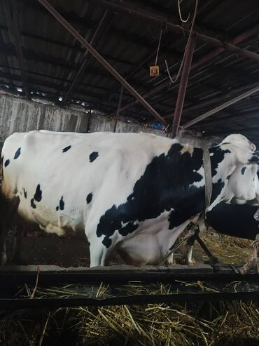Коровы, быки: Продаю | Корова (самка) | Голштин | Для молока | Привязанные — 9