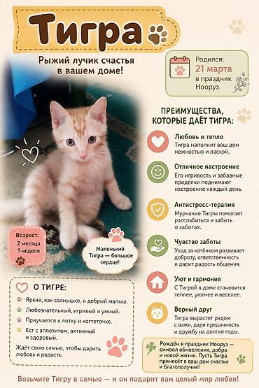 ари: Кошка даром: Британская короткошёрстная, 3 года, Девочка, Проглистована, Приучена к лотку — 7
