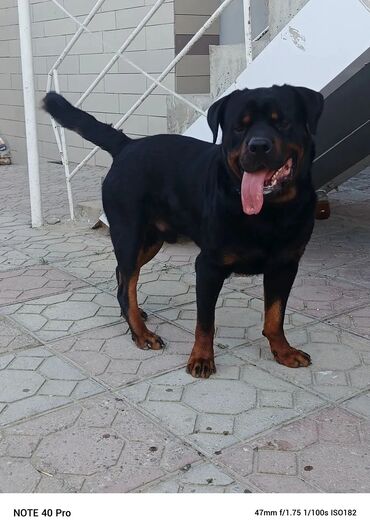İtlər: Rotveyler, 1 il, Erkek lalafo.az -da İtlər: Rotveyler, 1 il, Erkek