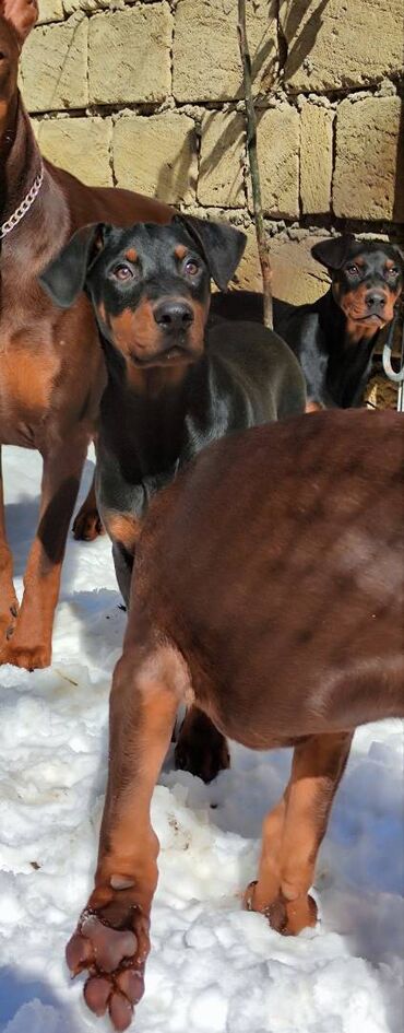 İtlər: Doberman, 3 ay, Erkek, Peyvəndli, Ödənişli çatdırılma