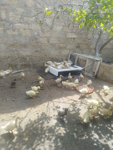 Qaşıqlar: Salam tam sağlam Pekin kuban ordeklerdir 24 gunlukduler 45 ededdi