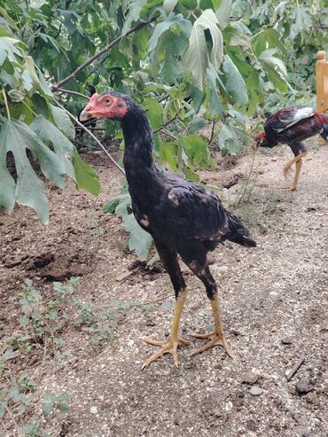 Digər quşlar: Sona qədər oxuyub sonra əlaqə saxlayın. 2 beçədi 2 fərə hərəsinin — 17