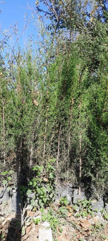 ev bitkiləri: Pramida şam agaclari