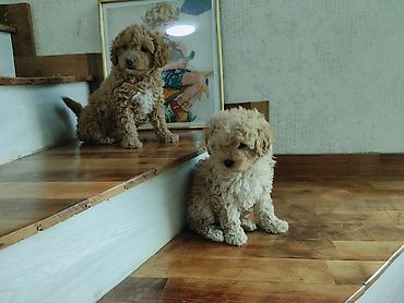 İtlər: Pudel — 4