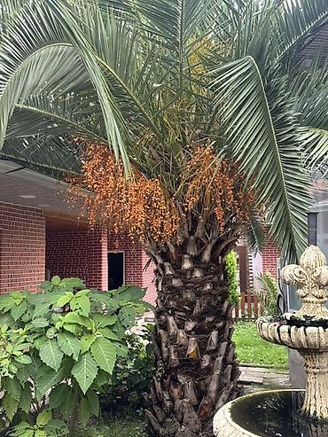 gül ağaçları: 2.80Cm Xurma palması (Phoenix canariensis) - Növ: Kanar xurma — 5