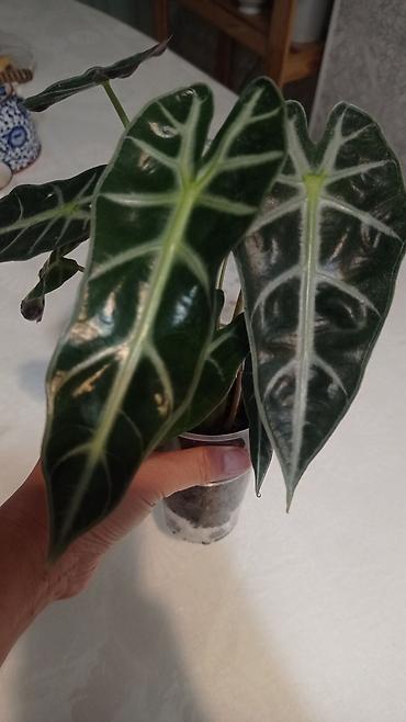 алоказия: Алоказия ‘Полли’ (Alocasia x amazonica ‘Polly’) — — 2