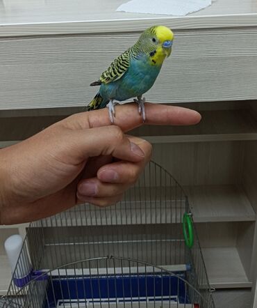 птица ош: Продаю попугая прирученного с клеткой 1100 сомов