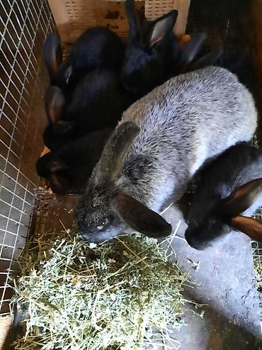 Кролики: Продаю | Крольчата | Племенные — 1