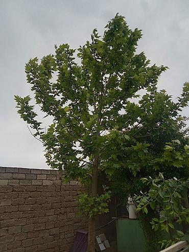 Деревья: Çinar ağacıdi Gəncə cinaridi boyu 7 metr 7 illikdi — 1