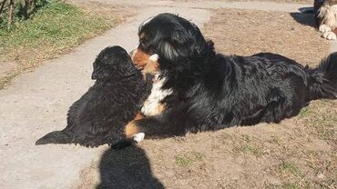 teacup pomeranian cena: Štenci Bernskog planinskog psa Na prodaju štenci Bernskog planinskog