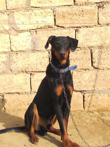 İtlər: Doberman, 9 ay, Erkek — 5