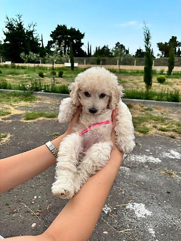 gelincik heyvan: Pudel, 3 ay, Dişi, Pulsuz çatdırılma — 3