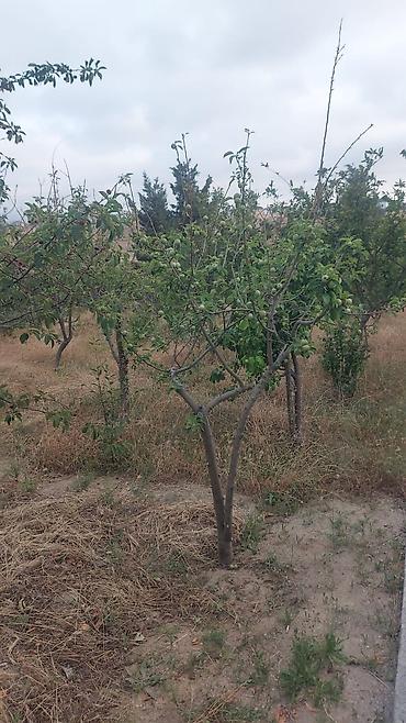 Həyət evləri və villaların satışı: 6 otaqlı, 340 kv. m -da lalafo.az — 12 Həyət evləri və villaların satışı: 6 otaqlı, 340 kv. m — 12