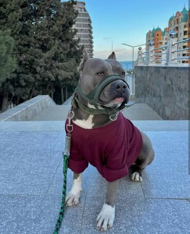 İtlər: Staffordşir bulterier, 2 il, Dişi, Peyvəndli -da lalafo.az — 4 İtlər: Staffordşir bulterier, 2 il, Dişi, Peyvəndli — 4