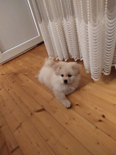 pomeranian spitz satisi: Şpitz, 2 ay, Dişi, Peyvəndli, Ünvandan götürmə