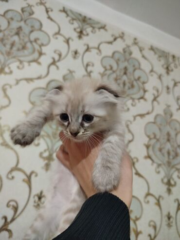 Pişiklər: Şotland yastı qulaq — 15