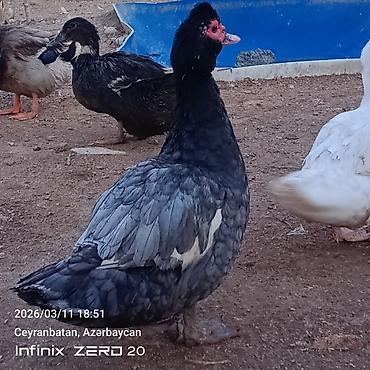 Ördəklər: Satılır hamsı bir yerdə — 10