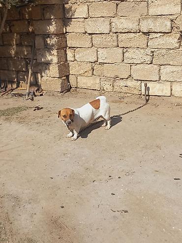 İtlər: Cek rassel teryer, 2 il, Dişi -da lalafo.az — 16 İtlər: Cek rassel teryer, 2 il, Dişi — 16