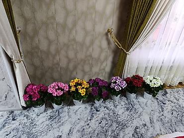 Декоративные цветы: Горшечные примулы (Primula) — декоративные комнатные растения с — 5