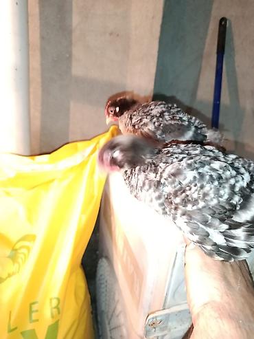 cücə kosin: Toyuq cücələri, Damazlıq, Ünvandan götürmə, Ödənişli çatdırılma, Rayonlara çatdırılma — 5