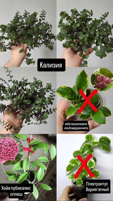 строительные материалы цены: Продаю комнатные растения, цветы . Цены разные❗🪴 от 150сом и до
