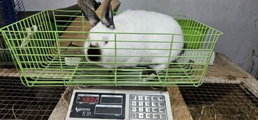 Декоративные кролики: Продаётся самец калифорнийского породы. Возраст 6 месяцев