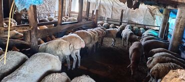 heyvanlara verilen xususi adlar: Super bordaq quzuları diri cekileri 35 den 50 kimi. Diri çeksi 9 azn