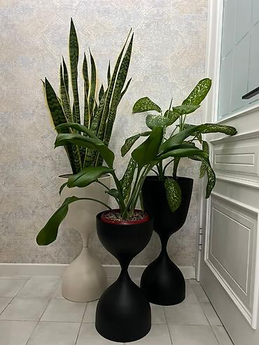Монстеры: Монстера вариегатная (Monstera deliciosa variegata) — комнатное — 33
