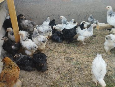 голубь птицы: Продаю цыплят брама разные белые чёрные.По 2. 3 месяца.Находимся село