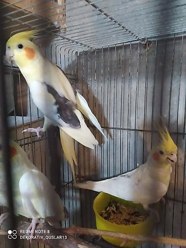 Tutuquşları: Salam. TAM SAĞLAM VİTAMİNLƏR PROFESSİONAL BİT DƏRMANİ VURULUB VƏ — 4