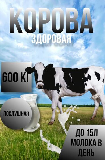 корова дойный: Продаю | Корова (самка) | Для молока