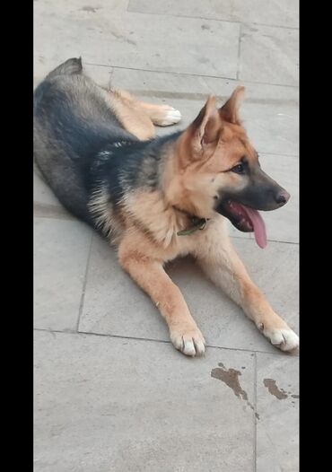 Digər heyvanlar: Gözəl rəngli və sağlam Alman ovçarkası balası. O, aktiv və oynamağı lalafo.az -da Digər heyvanlar: Gözəl rəngli və sağlam Alman ovçarkası balası. O, aktiv və oynamağı