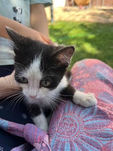 кошеи: Котята — домашние любимцы Описание: - Разные окрасы: белый с тёмным — 8