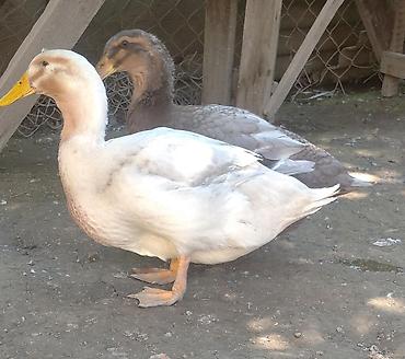 sud veren inek satilir: Blue Rouen Ördeklerinin balaları.2 ayliq balalardi . CİDDİ ALİCİLAR — 8