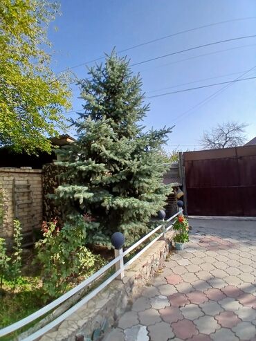 лиственные деревья: Ель голубая (Picea pungens ‘Glauca’) + крупный комнатный суккулент