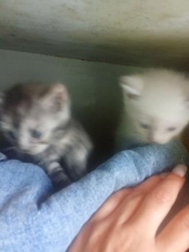 Продажа кошек: Котята с голубыми глазами - Помёт из нескольких котят: светлые — 5
