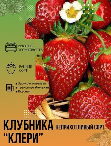 Фрукты и ягоды: Семена и саженцы Самовывоз, Платная доставка