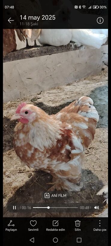 Toyuqlar: Toyuq, Brama, Damazlıq