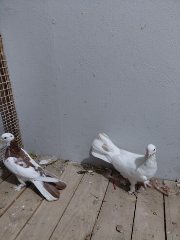 Göyərçinlər: Salam saglam quşlardı 16.17 tük istəyən yazsın vatsaf aktivdi - Növ — 9