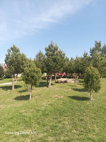 Yeni tikili: Tecili Satılır ! 2 otaglı menzil Hezi Aslanov metrosunun yanında -da lalafo.az — 24 Yeni tikili: Tecili Satılır ! 2 otaglı menzil Hezi Aslanov metrosunun yanında — 24