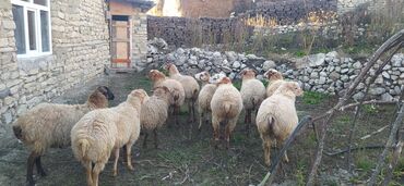 coban iti satiram: 10 baş erkey toguludu qiymet birine Aidi damazliga yaralidi cidi