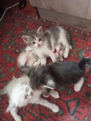 сиамская кошка даром: 2 месяца, Девочка, Приучена к лотку — 3