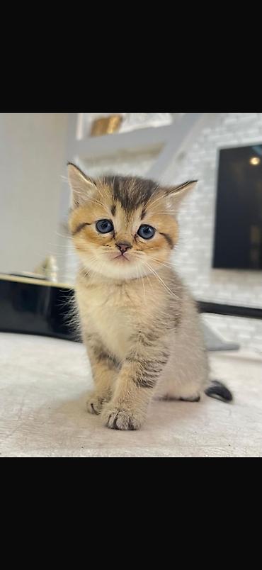 Кошки: Шотландская, Самка, В добрые руки, Платная доставка — 5