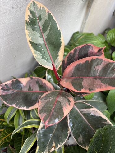 Bitkilər: Ficus Ruby 12azn