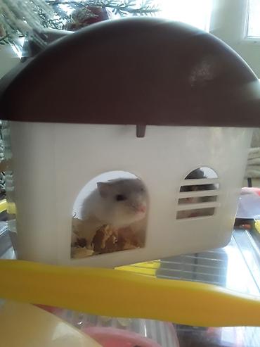 Gəmiricilər: Xan­da­nar/siçan/hamster üçün tam dəst qəfəs. Xüsusiyyətlər: - Metall — 9