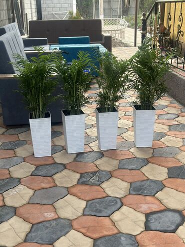 Другие комнатные растения: Продаю комнатные цветы! Зелёные, красивые, ухоженные — выращены с — 17