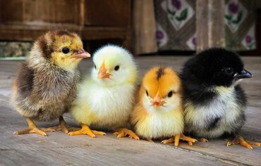 Цыплята домашние разной породы
