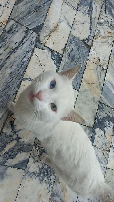 pisi: Ağ rəngli pişik – heteroxrom gözlər - Rəng: tam ağ tüklü - Gözlər — 1