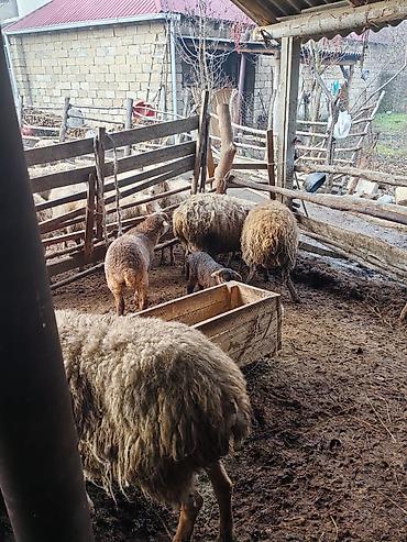 Qoyunlar, qoçlar: Beş ana beş bala sort heyvanlar satılır hammısı sağlam -da lalafo.az — 7 Qoyunlar, qoçlar: Beş ana beş bala sort heyvanlar satılır hammısı sağlam — 7