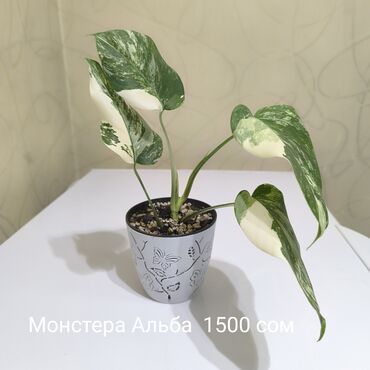 цветы для офиса: Монстера Альба, традисканция зебрина, цены указаны на фото